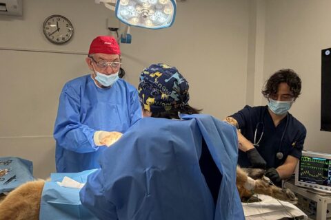 CHIRURGIA ONCOLOGICA