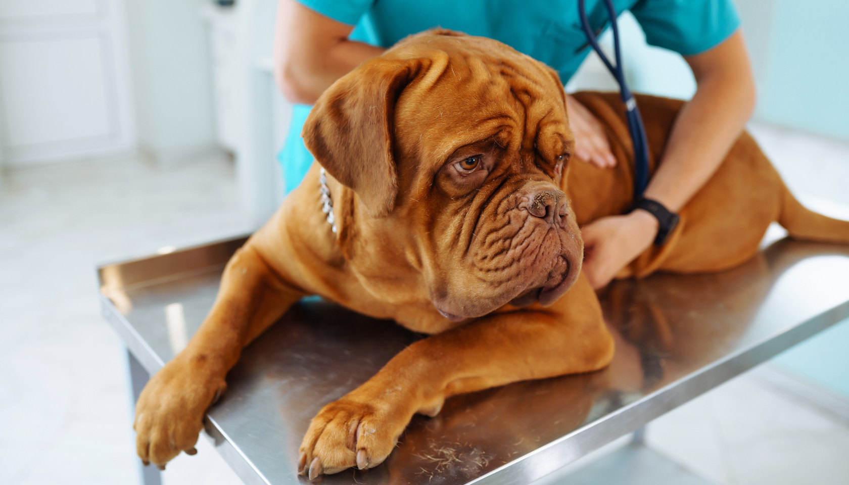 centro veterinario chieti cane mano servizi 1