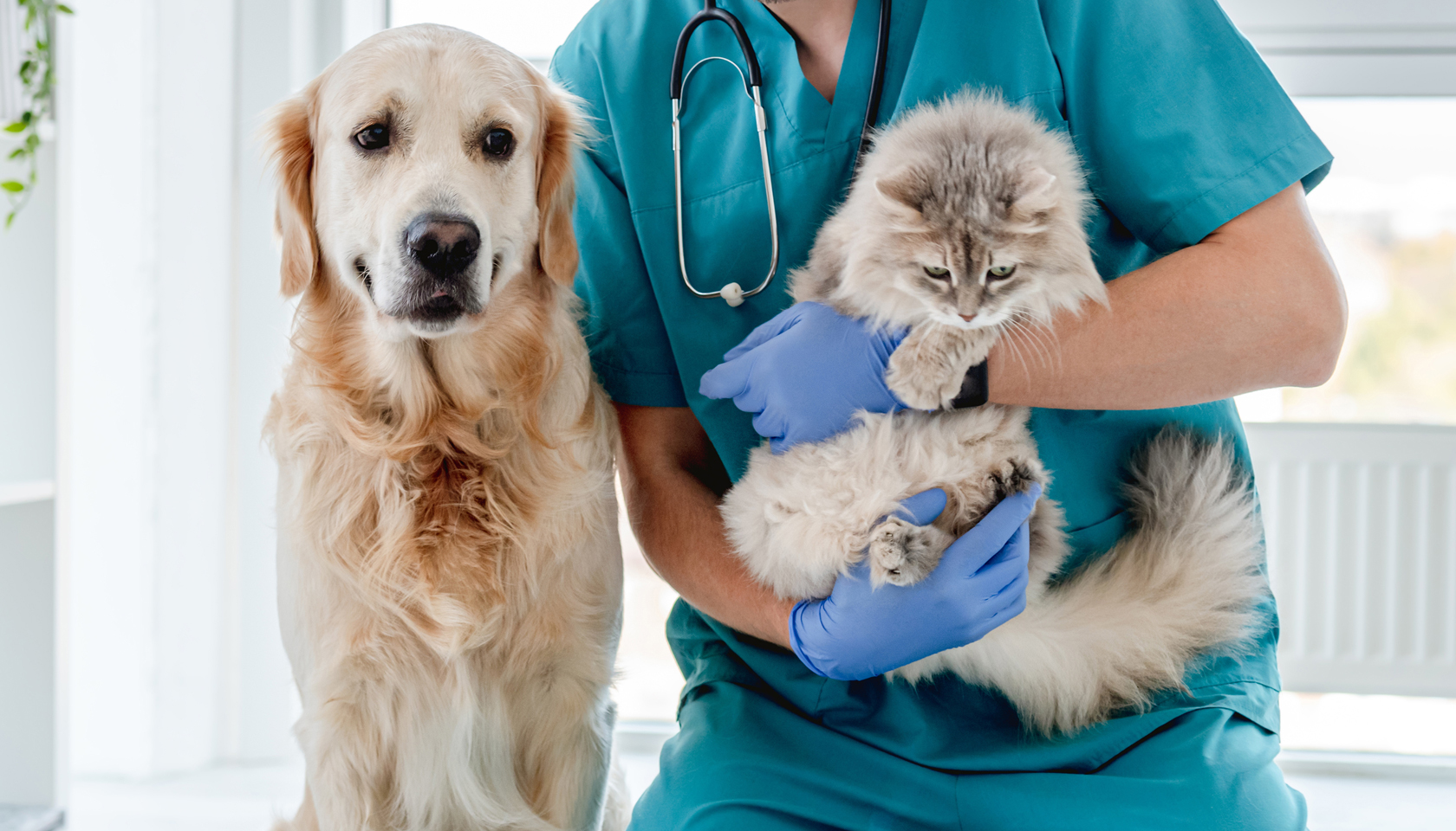 centro veterinario chieti cane mano staff 2