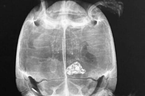 DIAGNOSTICA PER IMMAGINI DI PRIMO LIVELLO